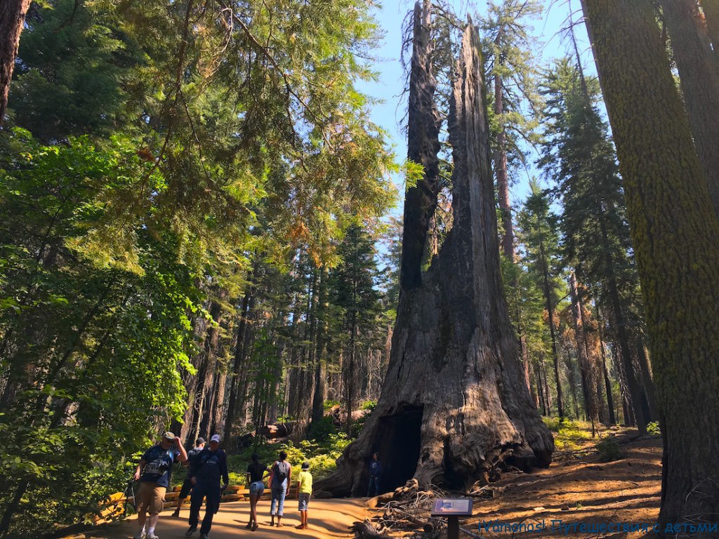 секвойи в йосемити