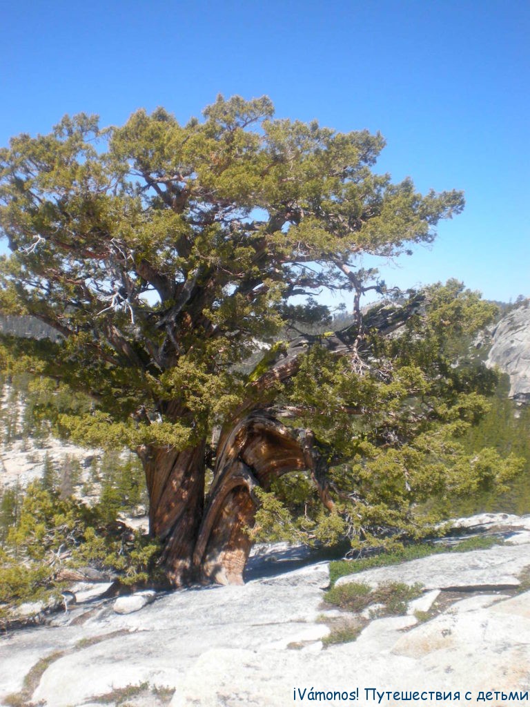 Olmsted point, Йосемити, Тайога-роуд