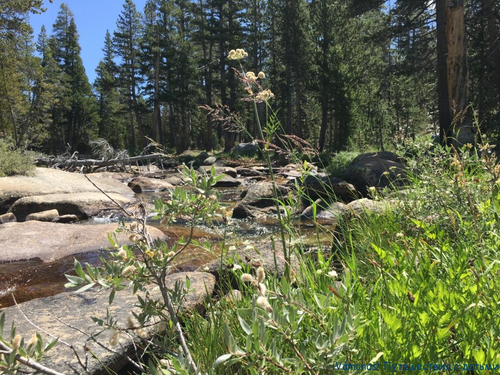 Tuolumne meadows. Туолумнские луга в Йосемити